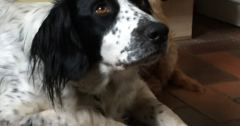 dog trainer coventry 121 obedience dog walker puppy training classes puppy training