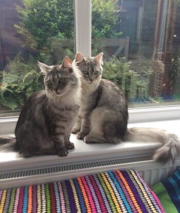 dog trainer coventry 121 obedience dog walker puppy training classes two cats sitting on a window ledge waiting to be fed by their cat sitter Carrie