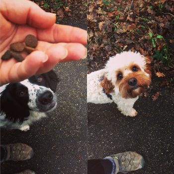 dog trainer coventry 121 obedience dog walker puppy training classes dog training magic hand
