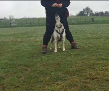 dog trainer coventry 121 obedience dog walker puppy training classes dog training middle