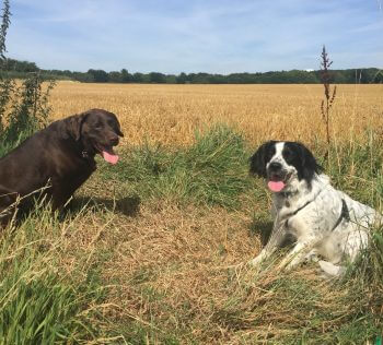 dog trainer coventry 121 obedience dog walker puppy training classes off-the-track-trecks