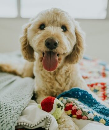 dog trainer coventry one to one dog training coventry obedience dog walker puppy training classes cockepoo puppy