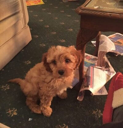 Dog Behaviour Coventry dog trainer coventry 121 obedience dog walker puppy training classes cavapoo