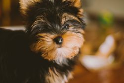 dog trainer coventry 121 carrie's puppy pawadise obedience dog walker puppy training classes Yorkshire puppy dog learning some basic puppy manners