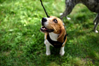 Beagle sitting on grass looking up attentively, used to illustrate one-to-one dog behaviour support in Coventry for reactive, anxious, or sensitive dogs.