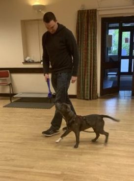 dog trainer coventry 121 obedience dog walker puppy training classes puppy training classes learning to walk on a loose lead