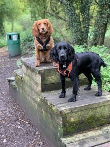dog training Coventry 121 obedience dog walker puppy training classes cocker spaniels on their dog walking adventure