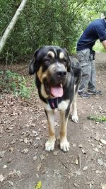 dog trainer coventry 121 obedience dog walker puppy training classes mastiff dog on a dog walking advenutre in crackly woods in coventry