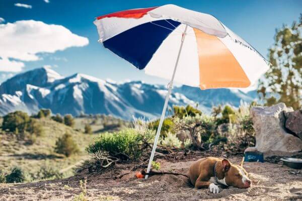 dog trainer coventry 121 obedience dog walker puppy training classes dog under umbrella