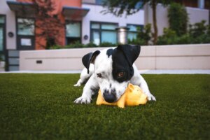 Dog Behaviour Coventry Private puppy training stop your puppy chewing