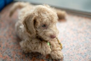 dog trainer coventry 121 obedience puppy training curly puppy with a chew