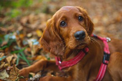 dog training Coventry 121 obedience dog walker puppy training classes brown cockerpoo puppy learning to settle in leaves on a walk with Carrie on a training adventure walk