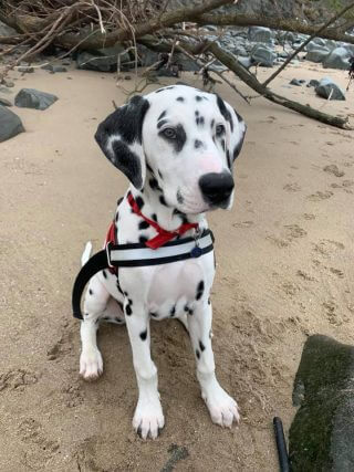 dog trainer coventry 121 obedience dog walker puppy training classes Dalmatian