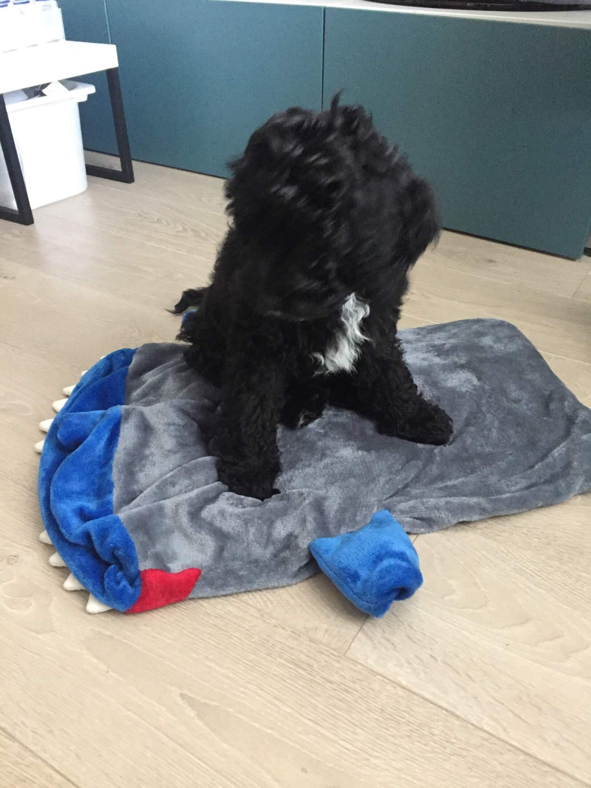 dog trainer coventry 121 obedience dog walker puppy training classes boundary games