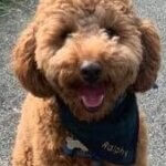 dog trainer coventry 121 obedience dog walker puppy training classes cockerpoo pup