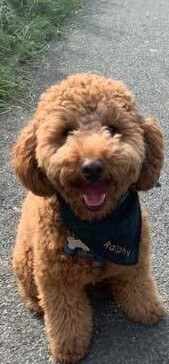 dog trainer coventry 121 obedience dog walker puppy training classes cockerpoo pup