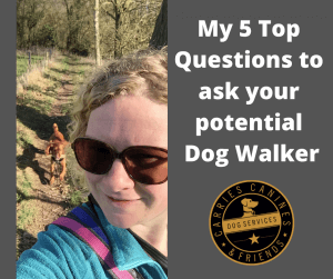 dog trainer coventry 121 obedience dog walker puppy training classes cocker spaniel playing recall games on her dog walk with Carrie