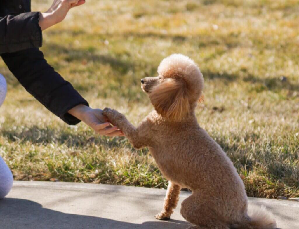 dog trainer coventry 121 obedience dog walker puppy training classes paw shake