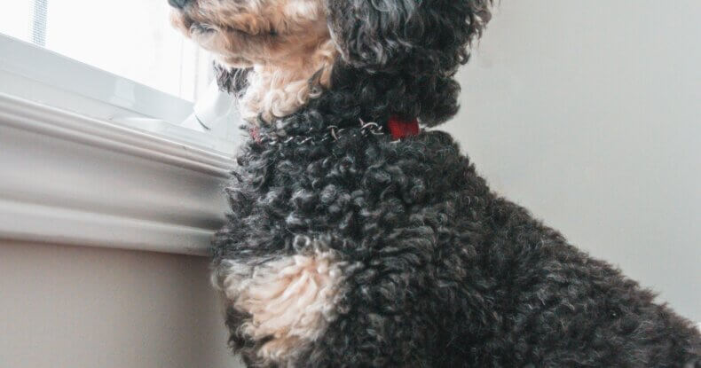 dog trainer coventry 121 obedience dog walker puppy training classes dog looking out of window