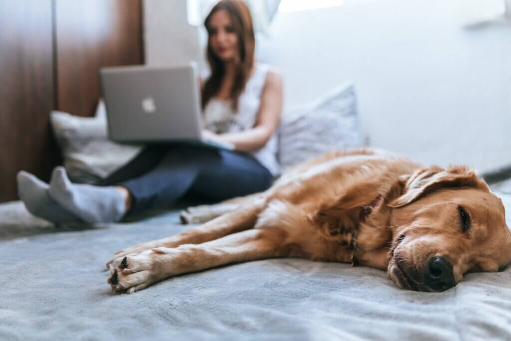 Separation anxiety dog training session via Zoom with Carrie – personalised support UK-wide
