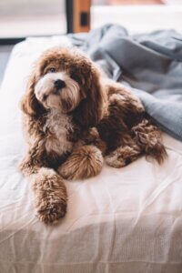 Grooming dogs at home Cockerpoo needing a trim