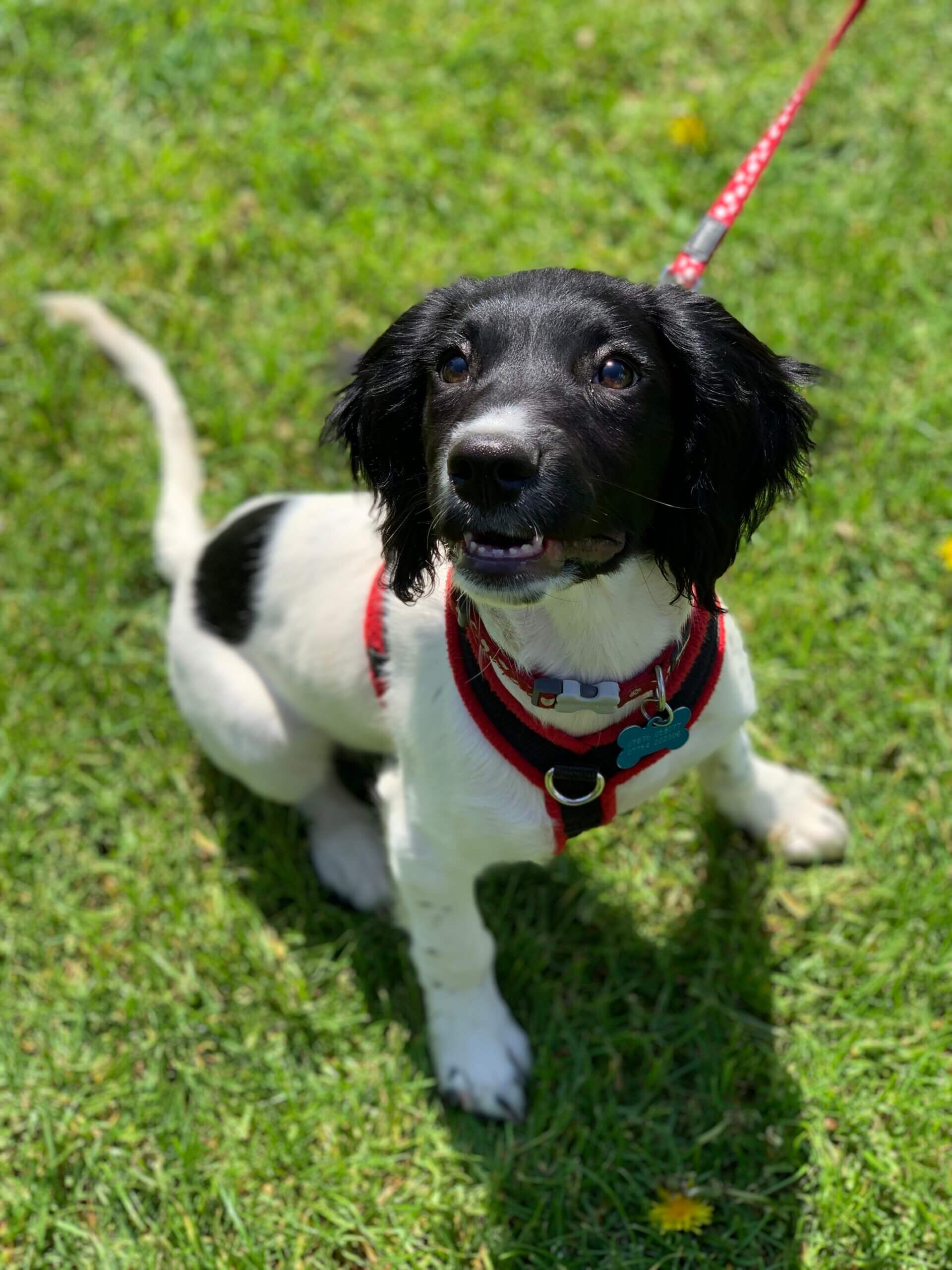 dog trainer coventry 121 obedience dog walker puppy training classes Puppy English springier spaniel Buda