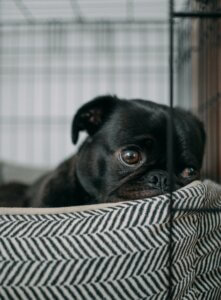 crate training puppies