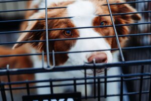 puppy in a crate