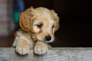 puppy training classes coventry 121 obedience cockerpoo puppy