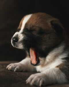 puppy training classes coventry 121 obedience puppy yawning