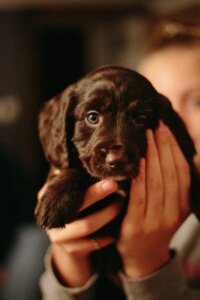 puppy training classes coventry 121 obedience spaniel puppy being held