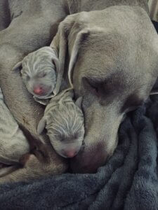 puppy training classes coventry 121 obedience puppies with mum