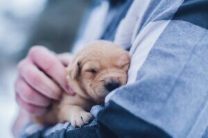 puppy training classes coventry 121 obedience young puppy in arms