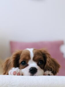 puppy training classes coventry 121 obedience cavalier King Charles spaniel