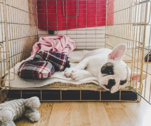 dog trainer puppy training classes coventry 121 obedience sleeping bulldog puppy in crate