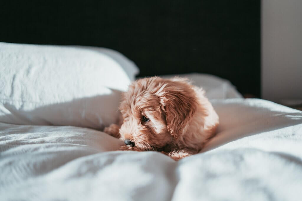 dog trainer puppy training classes coventry 121 obedience cavapoo puppy on a bed