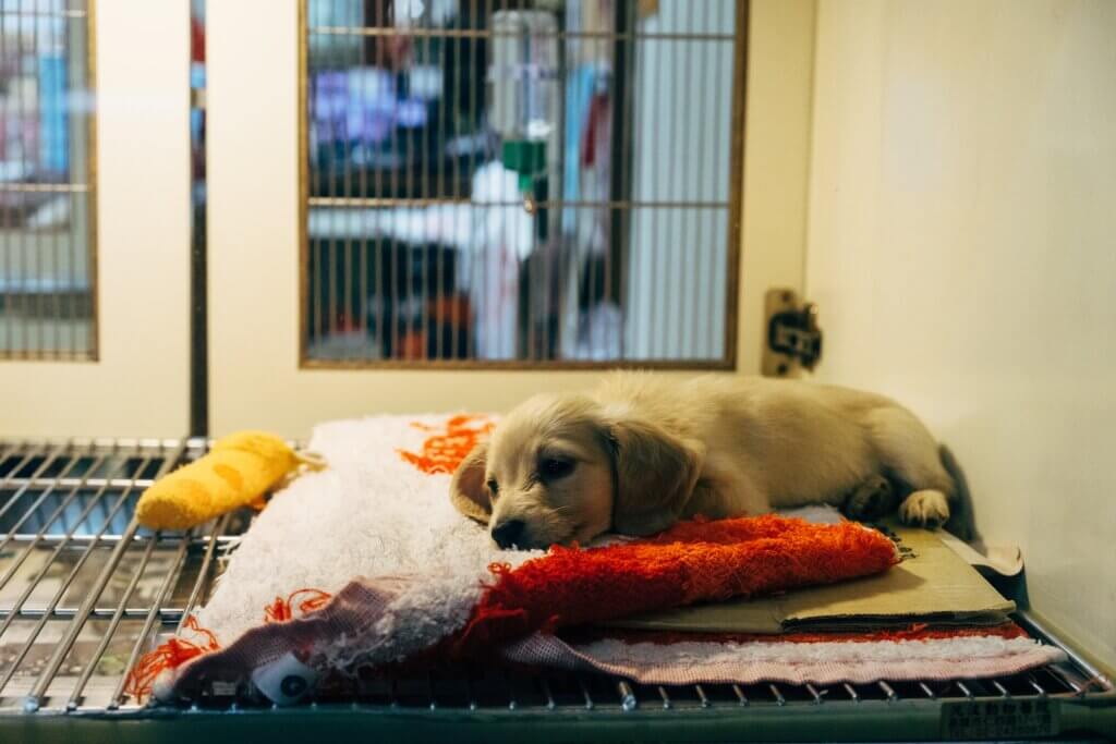 dog trainer puppy training classes coventry 121 obedience puppy sleeping on top of a crate