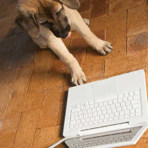 Online Dog Training Coventry Warwick