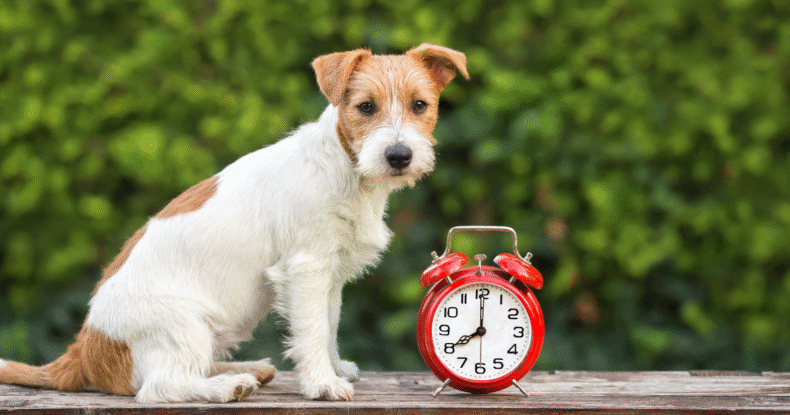 Separation anxiety training dog training Coventry