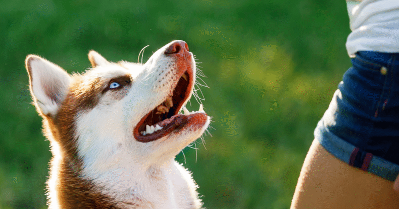 Dog training Coventry reward based training