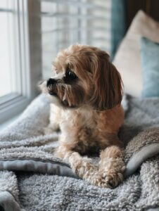Dog relaxing after separation anxiety training 121 programme by separation anxiety dog trainer Carrie Stuthridge