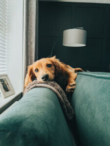 Calm, confident dog settling alone at home after kind training methods
