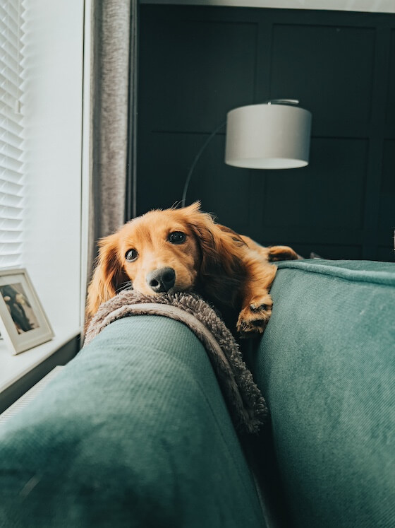 Calm, confident dog settling alone at home after kind training methods