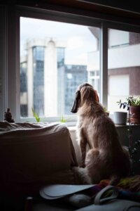 older dog supported through separation anxiety training with Carrie’s 121 programme