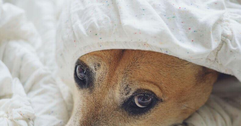 Firework Fear in Dogs: Proven Strategies for Settling Your Pup on Bonfire Night