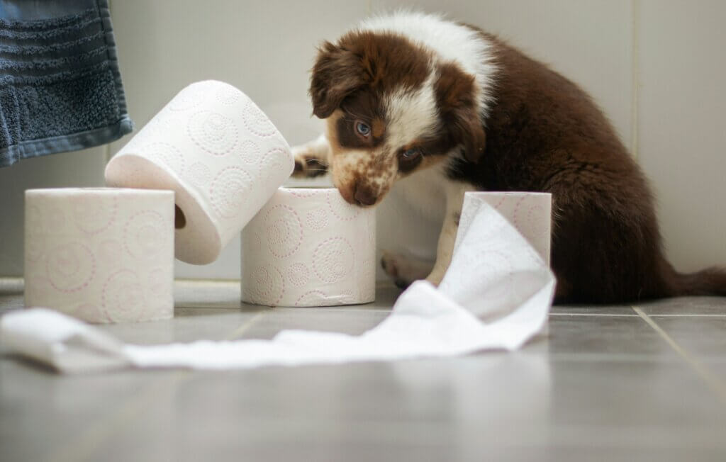 Puppies have toilet training accidents