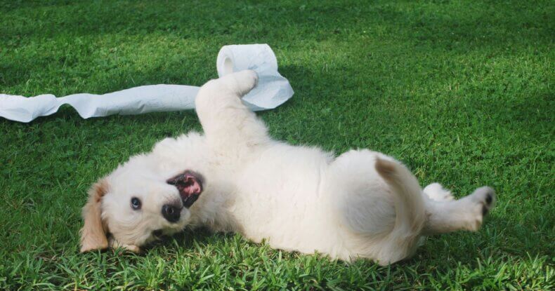 Toilet training a puppy to pee outside