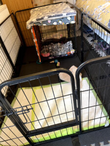 toilet train a puppy using a crate