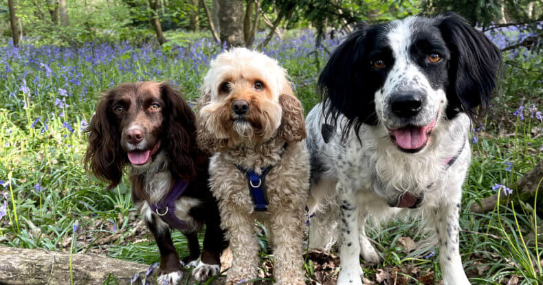Maisie, Eric and Envy sitting on a log at Crackley woods in Kenilworth - bluebell walks in Coventry