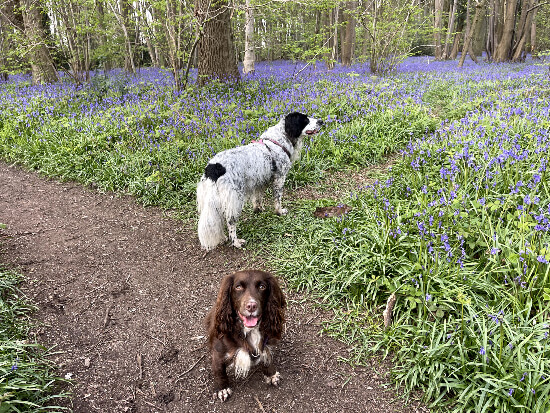 Bluebells Hartshill Hayes Country Park, for bluebells walks Coventry